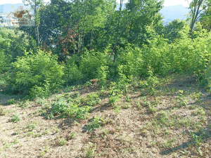 Prodaje se zemljište površine 1.375 m2. Gračanica, Korića Han